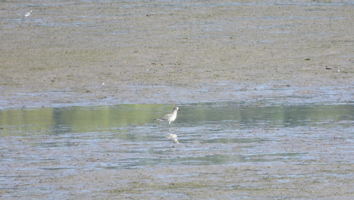 Black-bellied Plover - Wulf Behrend