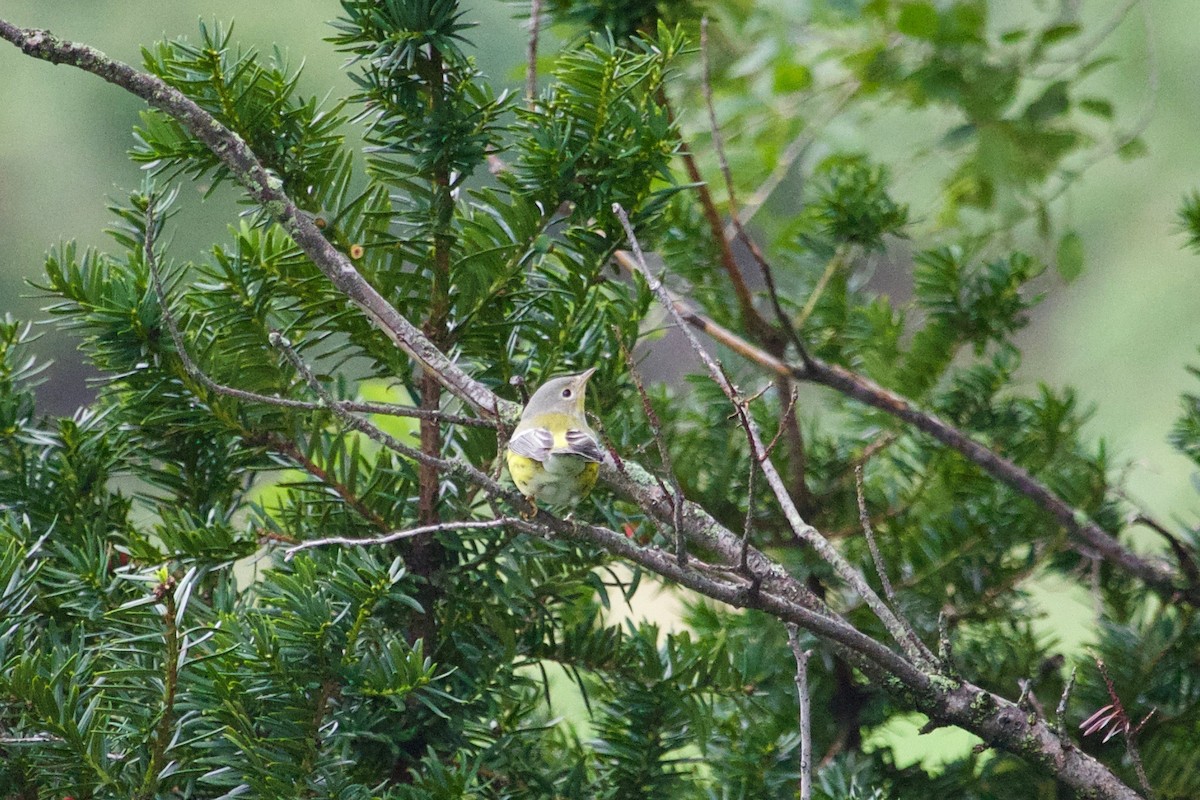 Magnolia Warbler - ML609530130