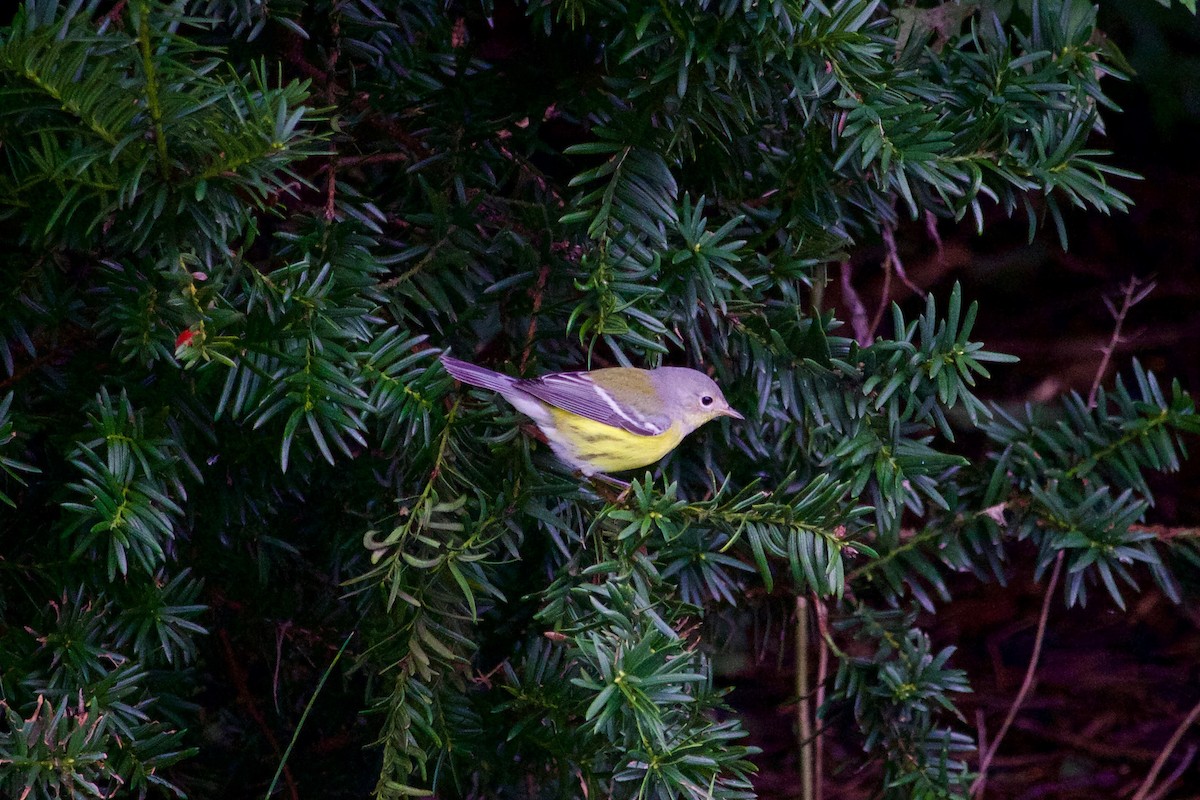 Magnolia Warbler - Loyan Beausoleil