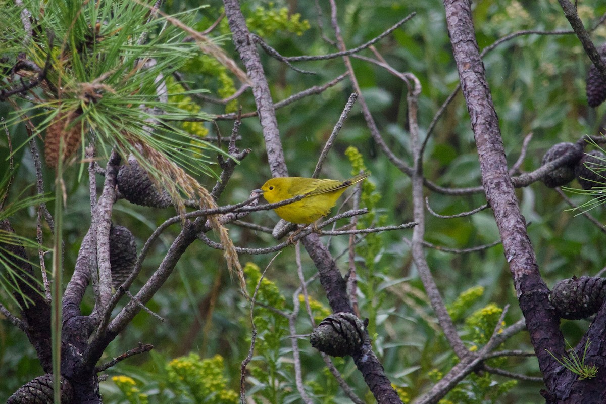 Yellow Warbler (Northern) - ML609530156