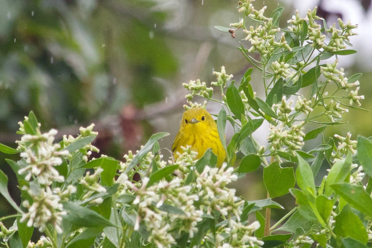 Yellow Warbler (Northern) - ML609530157