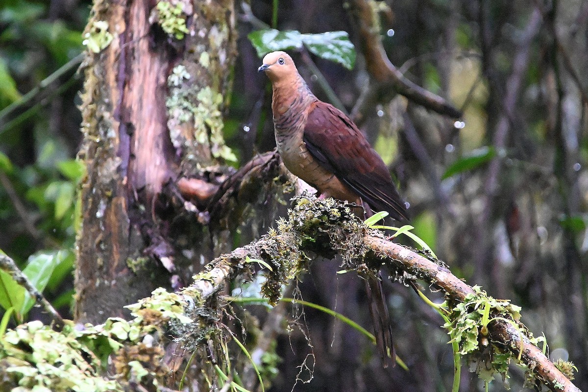 Sultan's Cuckoo-Dove (Sulawesi) - Alvaro Rodríguez Pomares