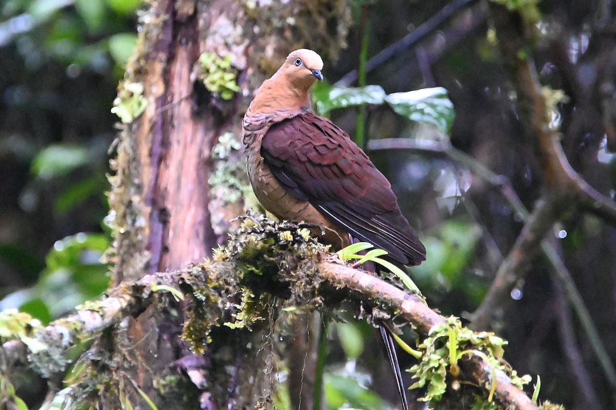 Sultan's Cuckoo-Dove (Sulawesi) - Alvaro Rodríguez Pomares