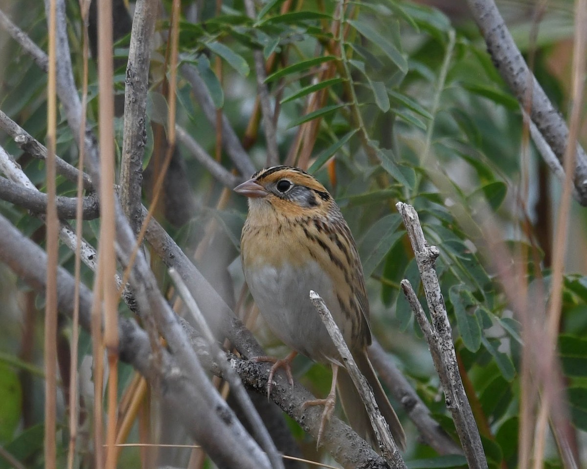 LeConte's Sparrow - ML609530289