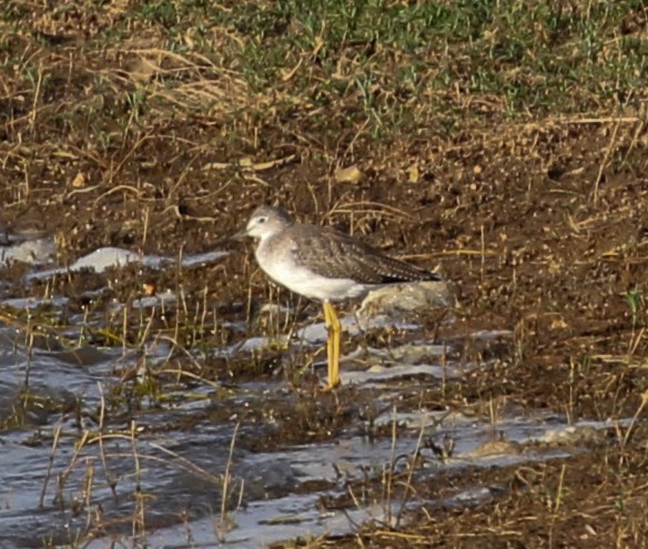 Greater Yellowlegs - ML609530304