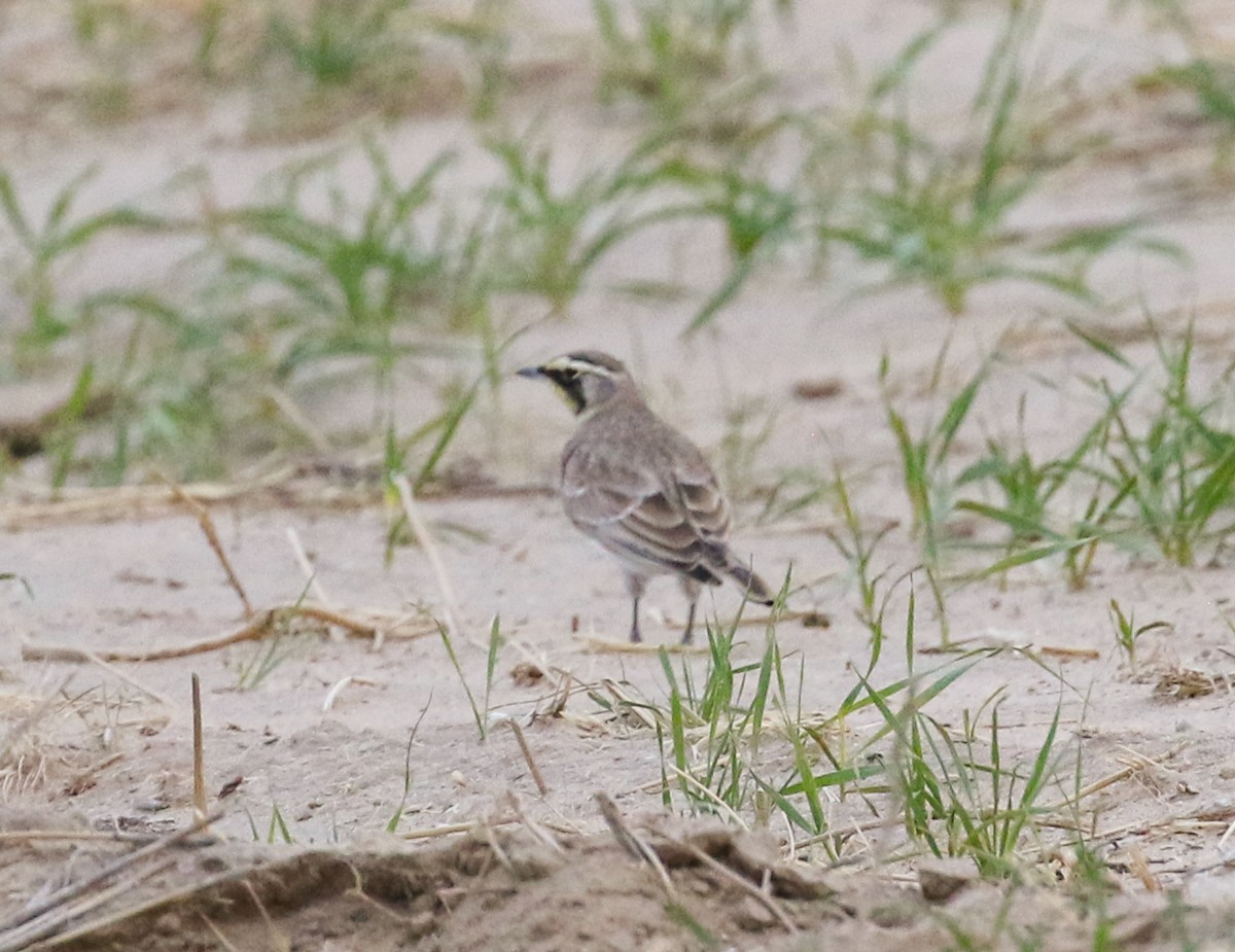 Horned Lark - Mark Wilson