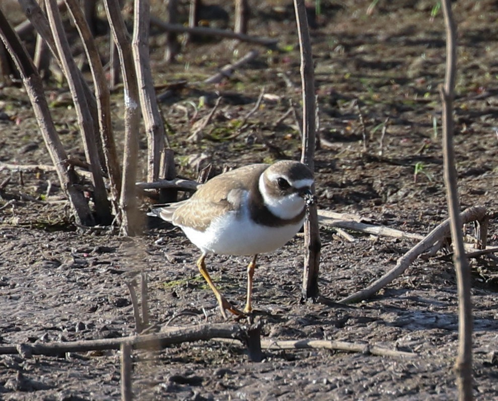 Semipalmated Plover - ML609530313