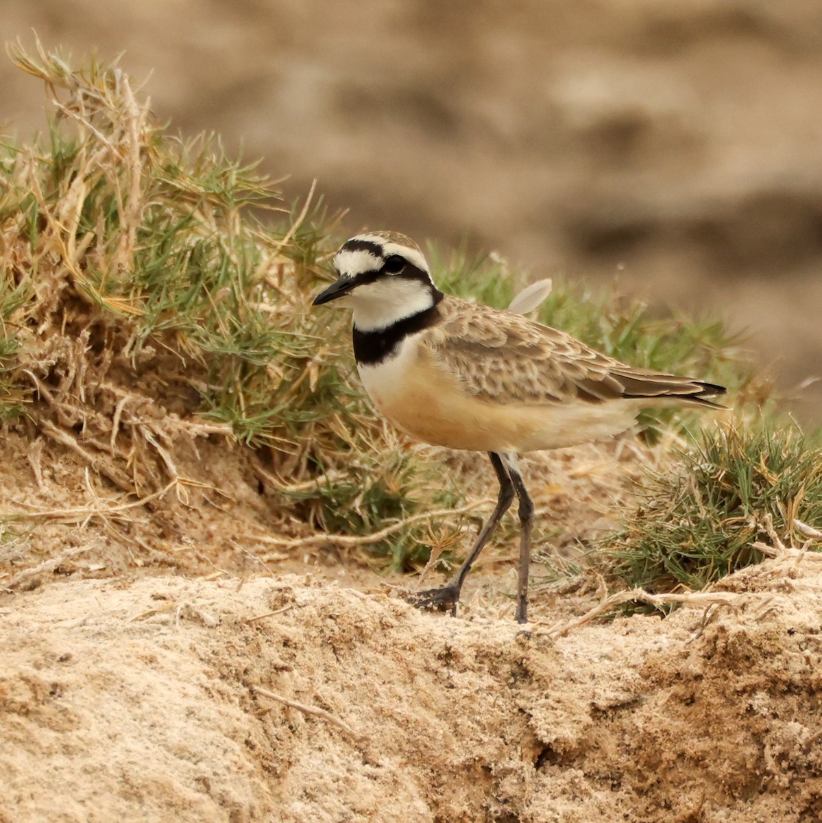 Madagascar Plover - ML609530320