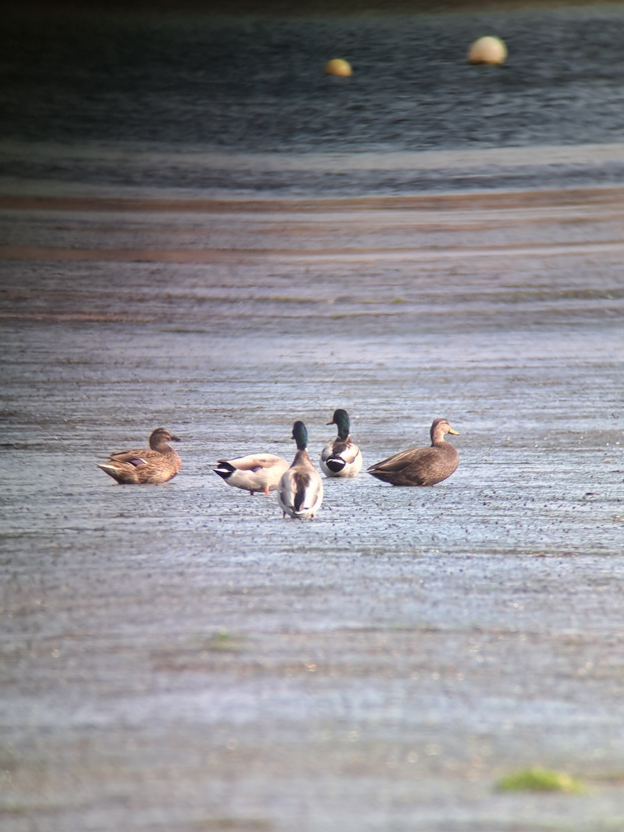 American Black Duck - Jesús Ruiz Rodrigo