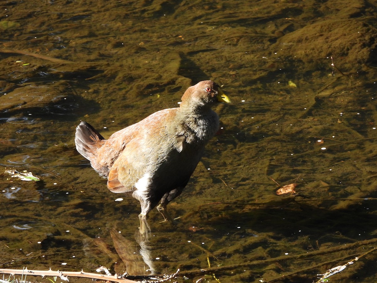 Tasmanian Nativehen - ML609530419