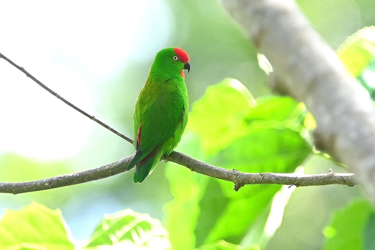 ML609530518 - Sulawesi Hanging-Parrot - Macaulay Library
