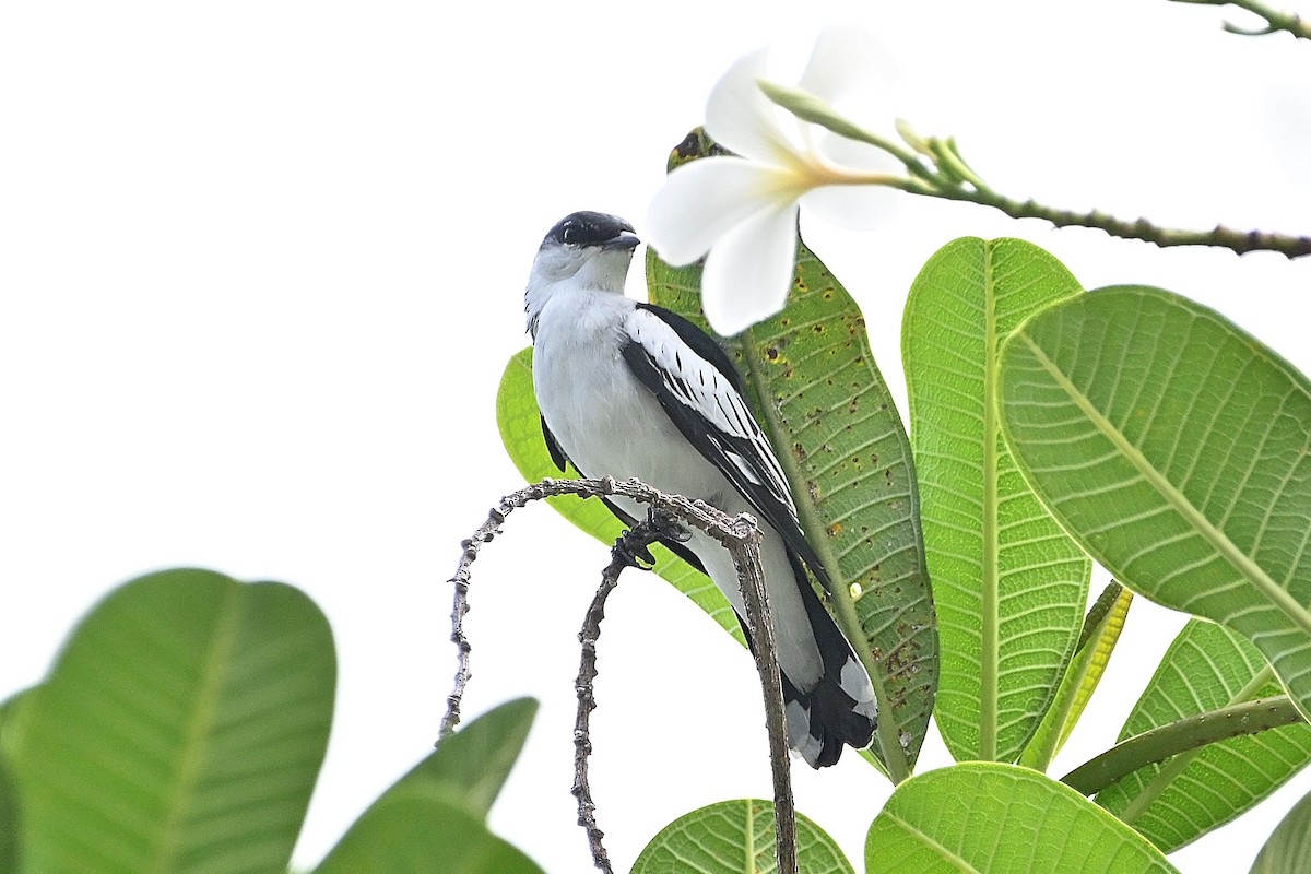 White-shouldered Triller - Alvaro Rodríguez Pomares