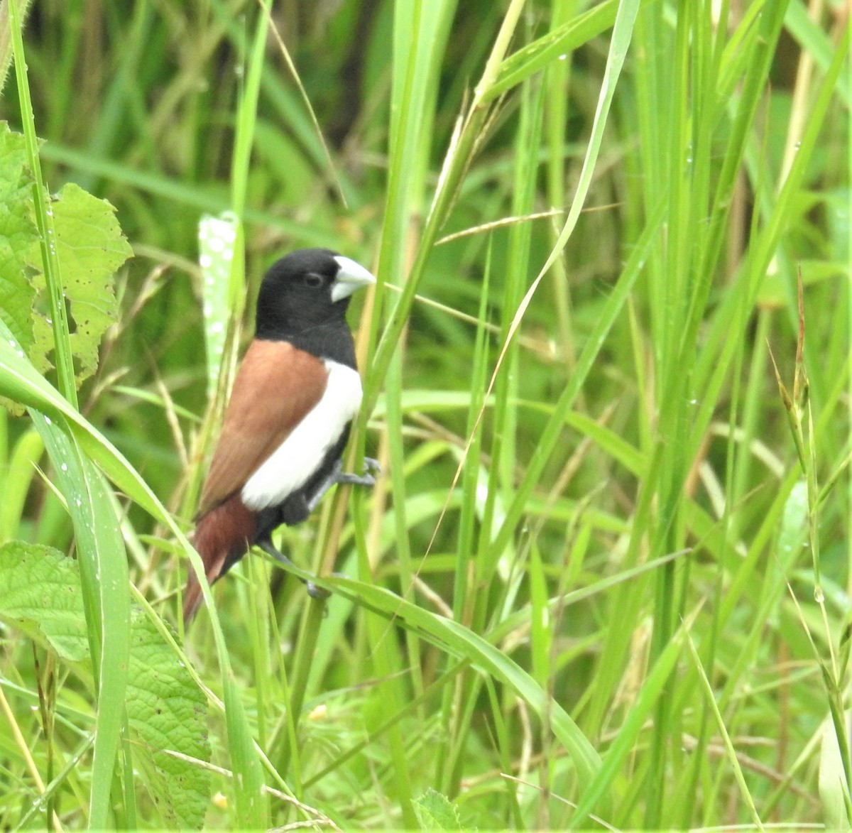 Tricolored Munia - ML609530638