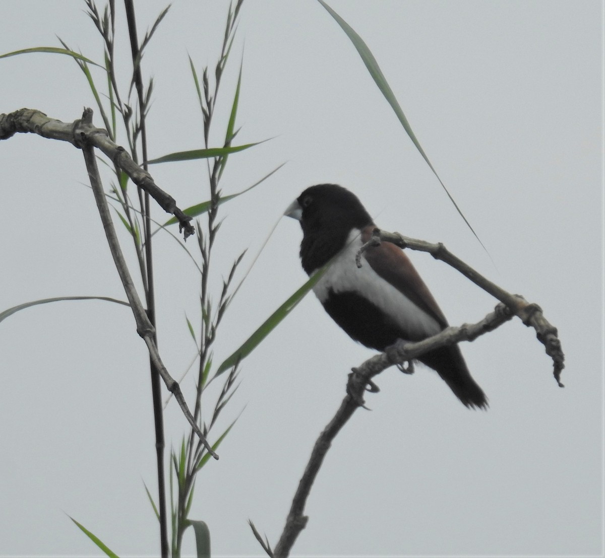 Tricolored Munia - ML609530639