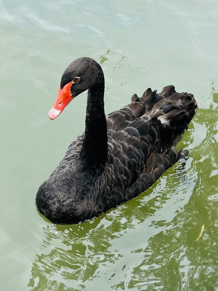 labuť černá - ML609530934