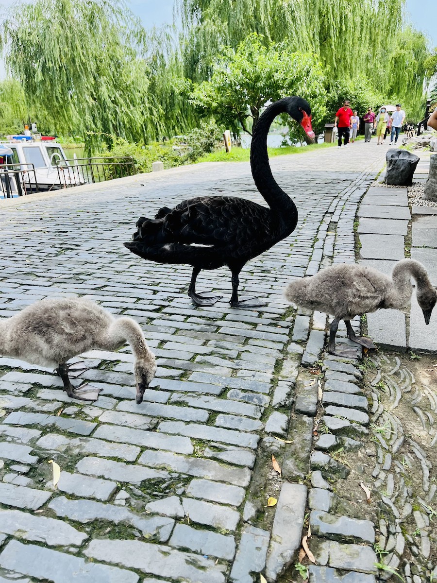 labuť černá - ML609530950