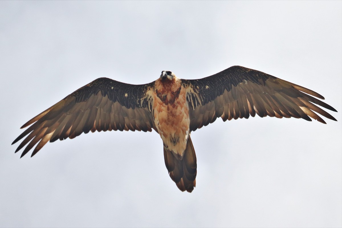 Bearded Vulture - ML609530966