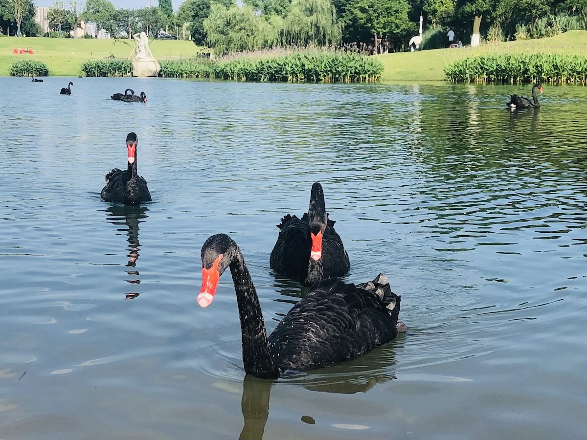 labuť černá - ML609531065