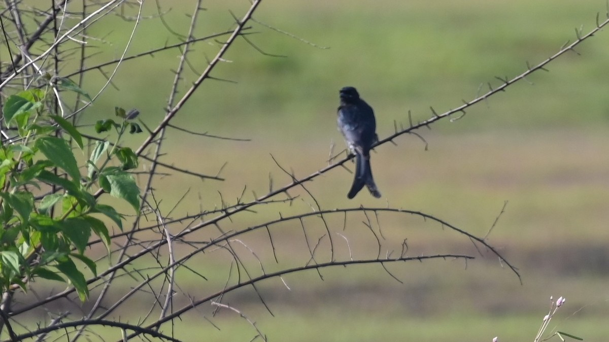 Black Drongo - ML609531068