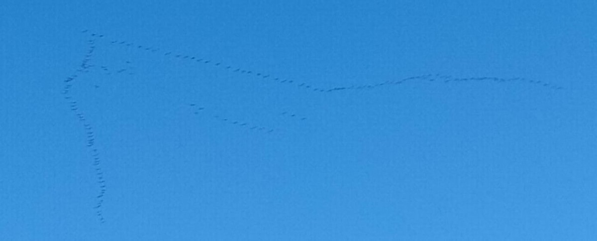 Demoiselle Crane - ML609531176