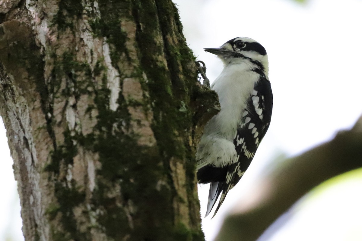 Downy Woodpecker - ML609531177