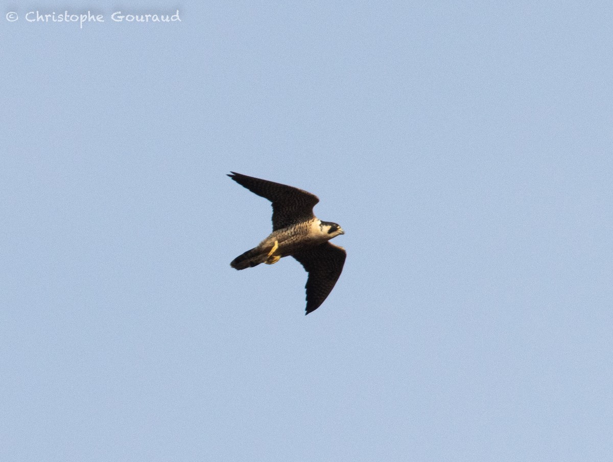 Peregrine Falcon - Christophe Gouraud