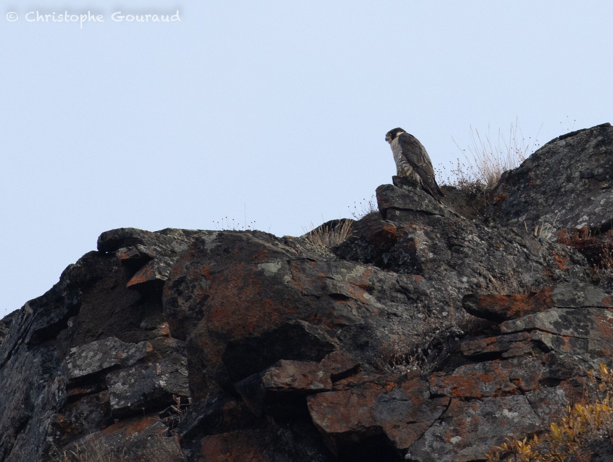 Peregrine Falcon - Christophe Gouraud