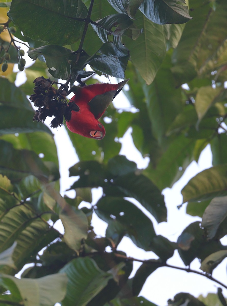 Chattering Lory - ML609531352