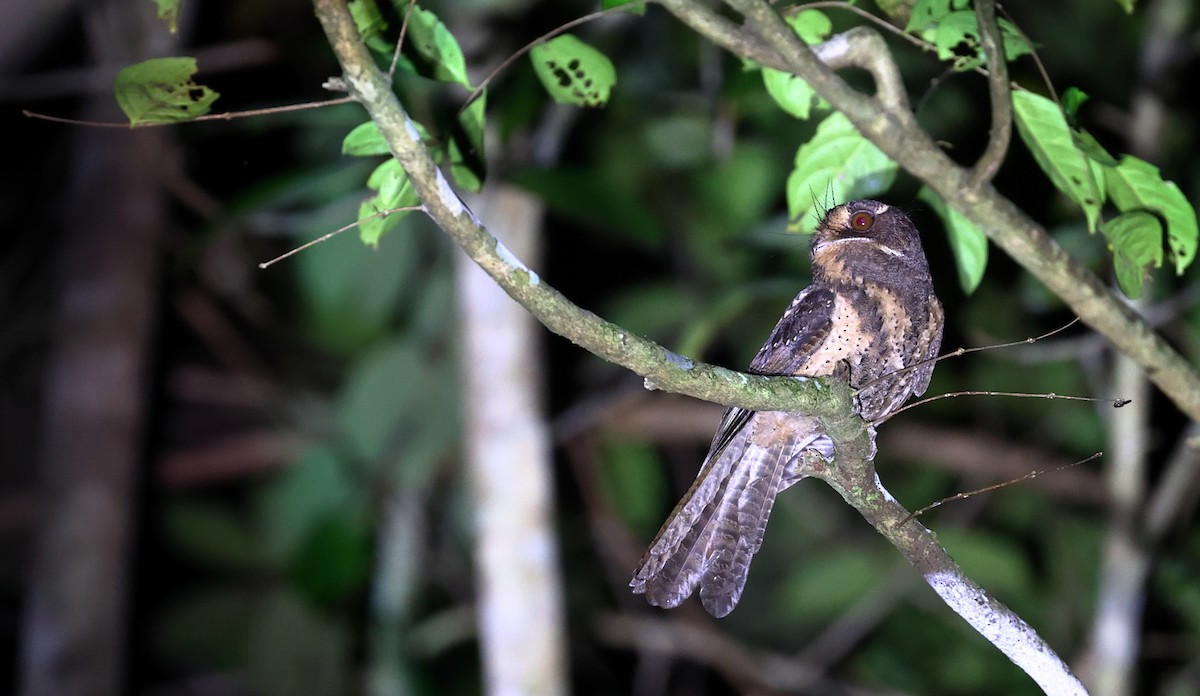 Moluccan Owlet-nightjar - ML609531370