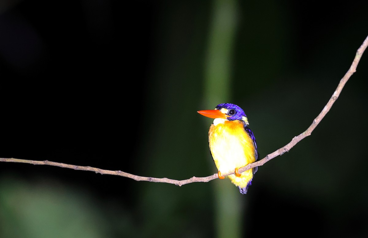 ledňáček seramský (ssp. uropygialis) - ML609531371