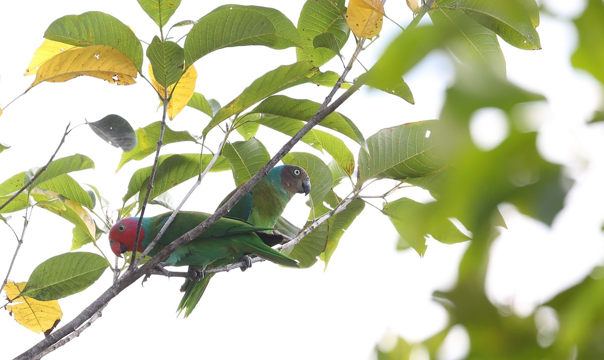Red-cheeked Parrot - ML609531383