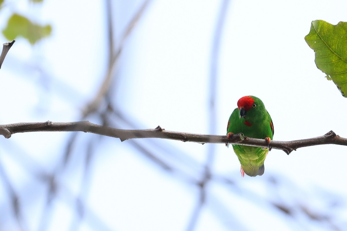 Moluccan Hanging-Parrot - ML609531417