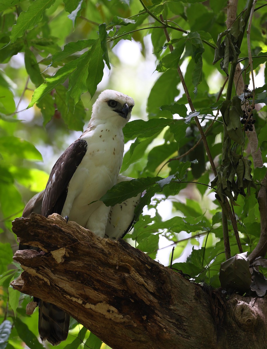 Sulawesi Hawk-Eagle - ML609531437