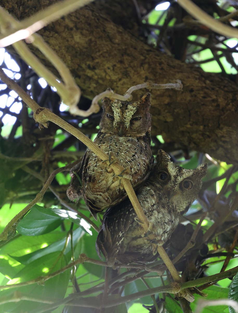 Sulawesi Scops-Owl - ML609531441