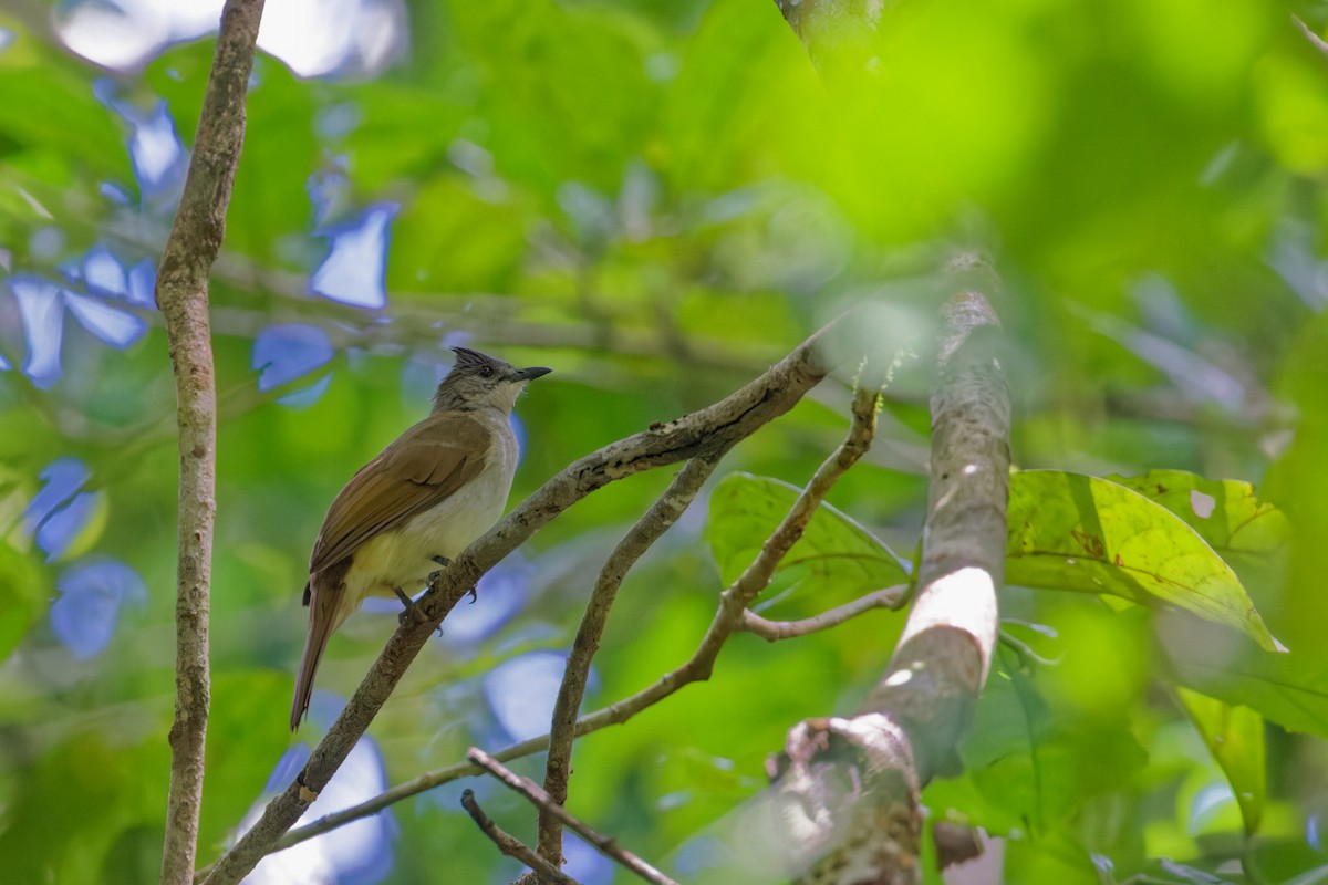 Puff-backed Bulbul - ML609531442