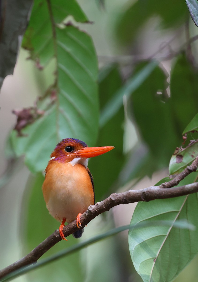 Sulawesi Dwarf-Kingfisher - ML609531450