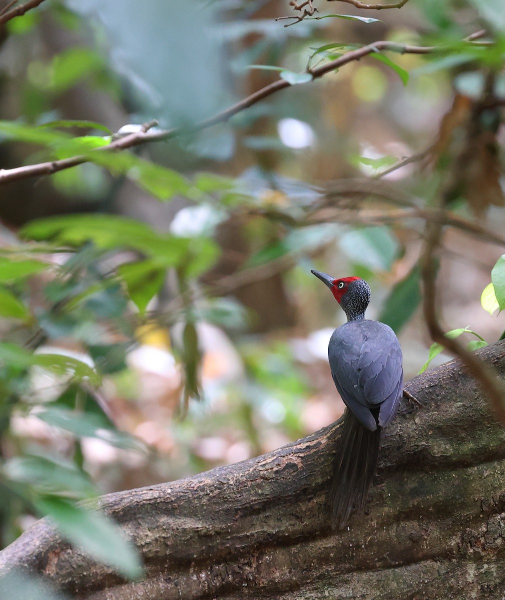 Ashy Woodpecker - ML609531455