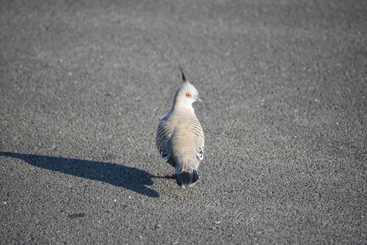 Crested Pigeon - ML609531471