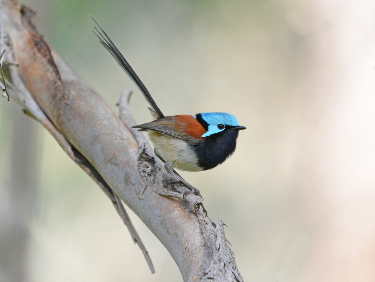 Red-winged Fairywren - ML609531472