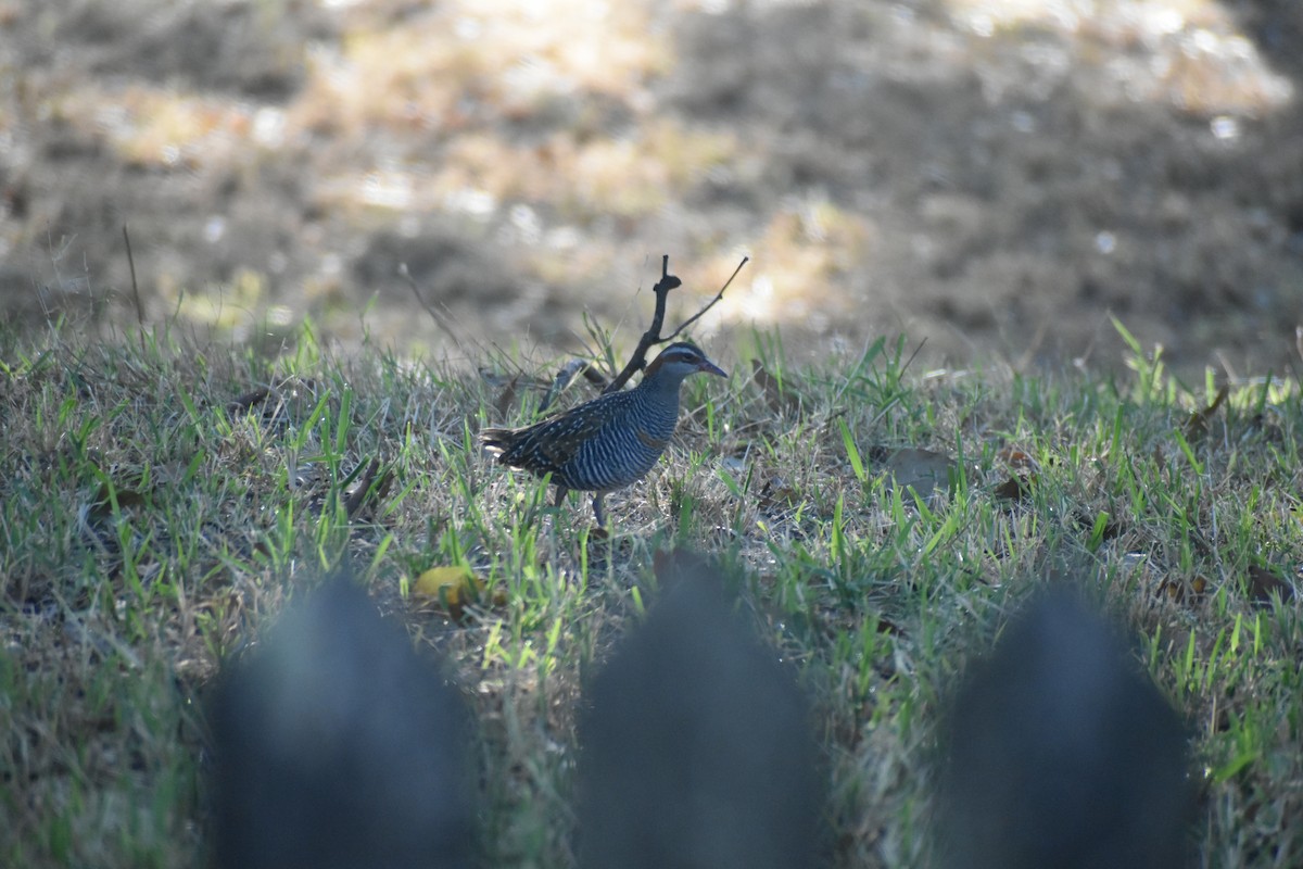 Buff-banded Rail - ML609531489