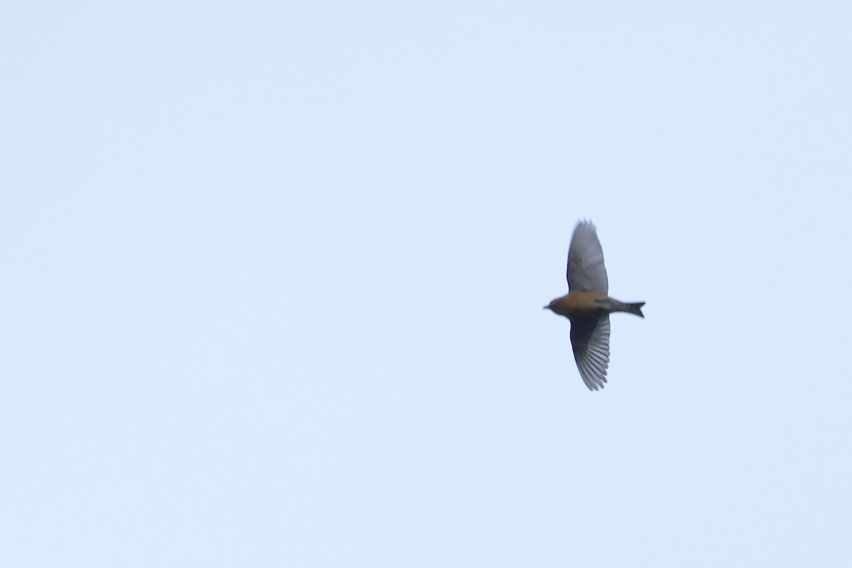 Red Crossbill - Daniel Branch