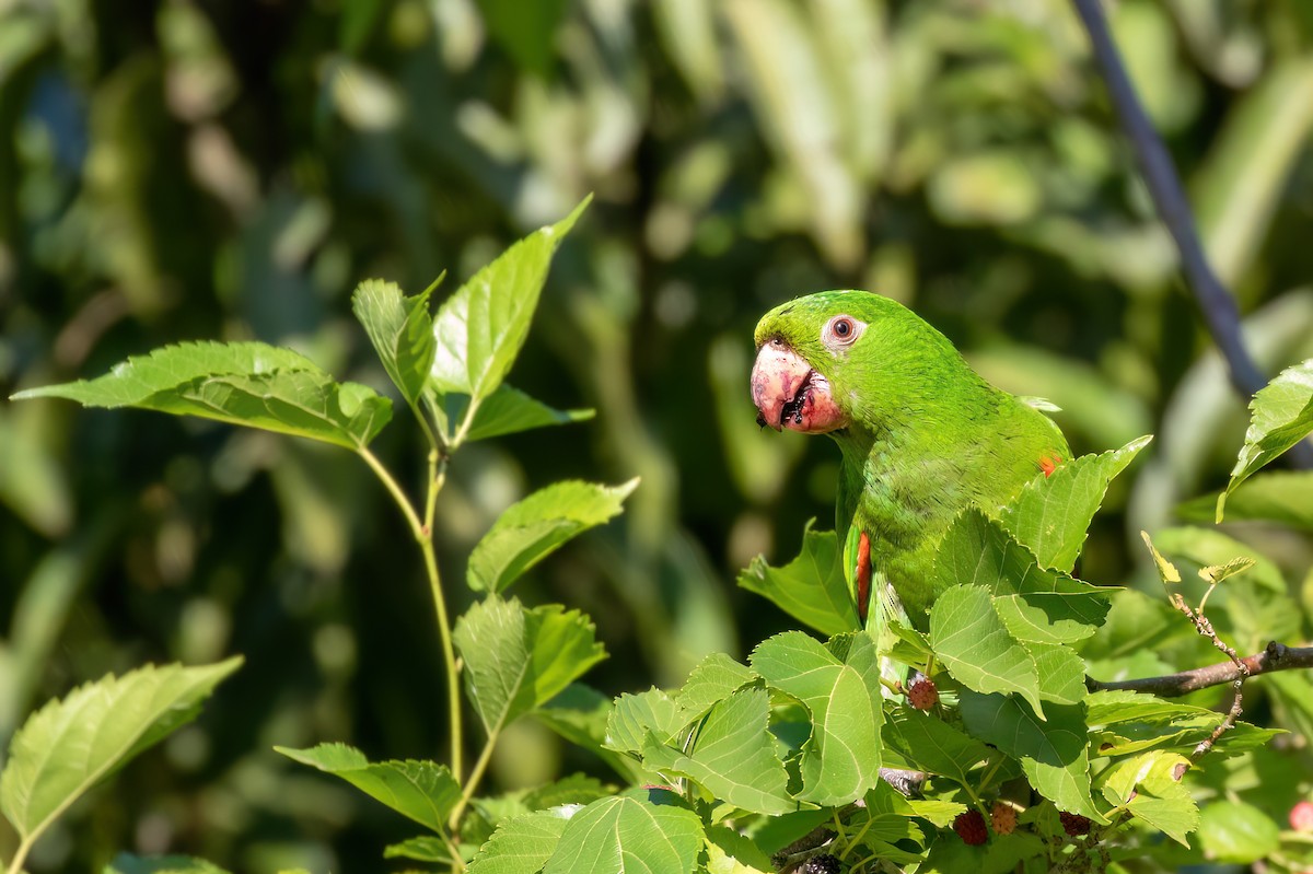 White-eyed Parakeet - Marcos Eugênio Birding Guide