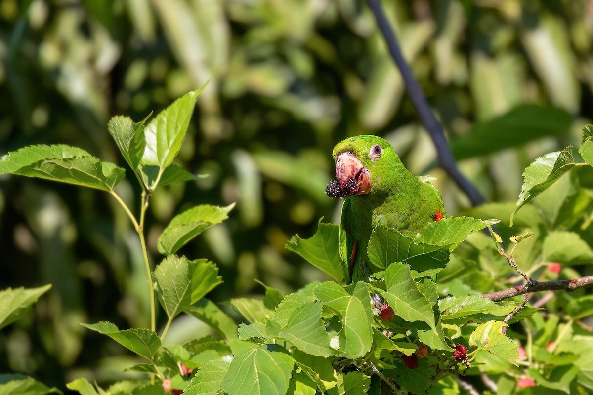White-eyed Parakeet - Marcos Eugênio Birding Guide