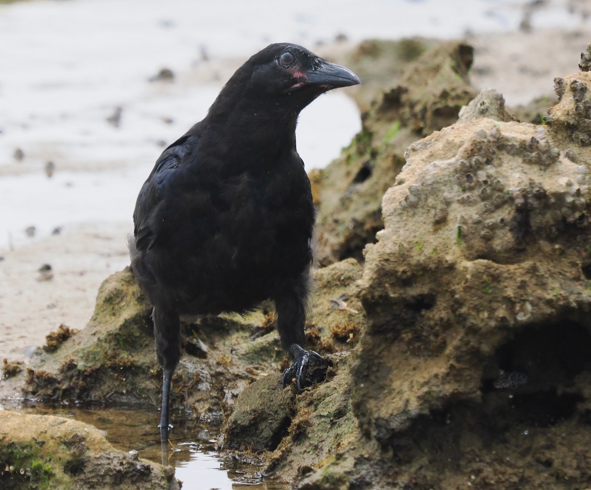 Australian Raven - ML609531638