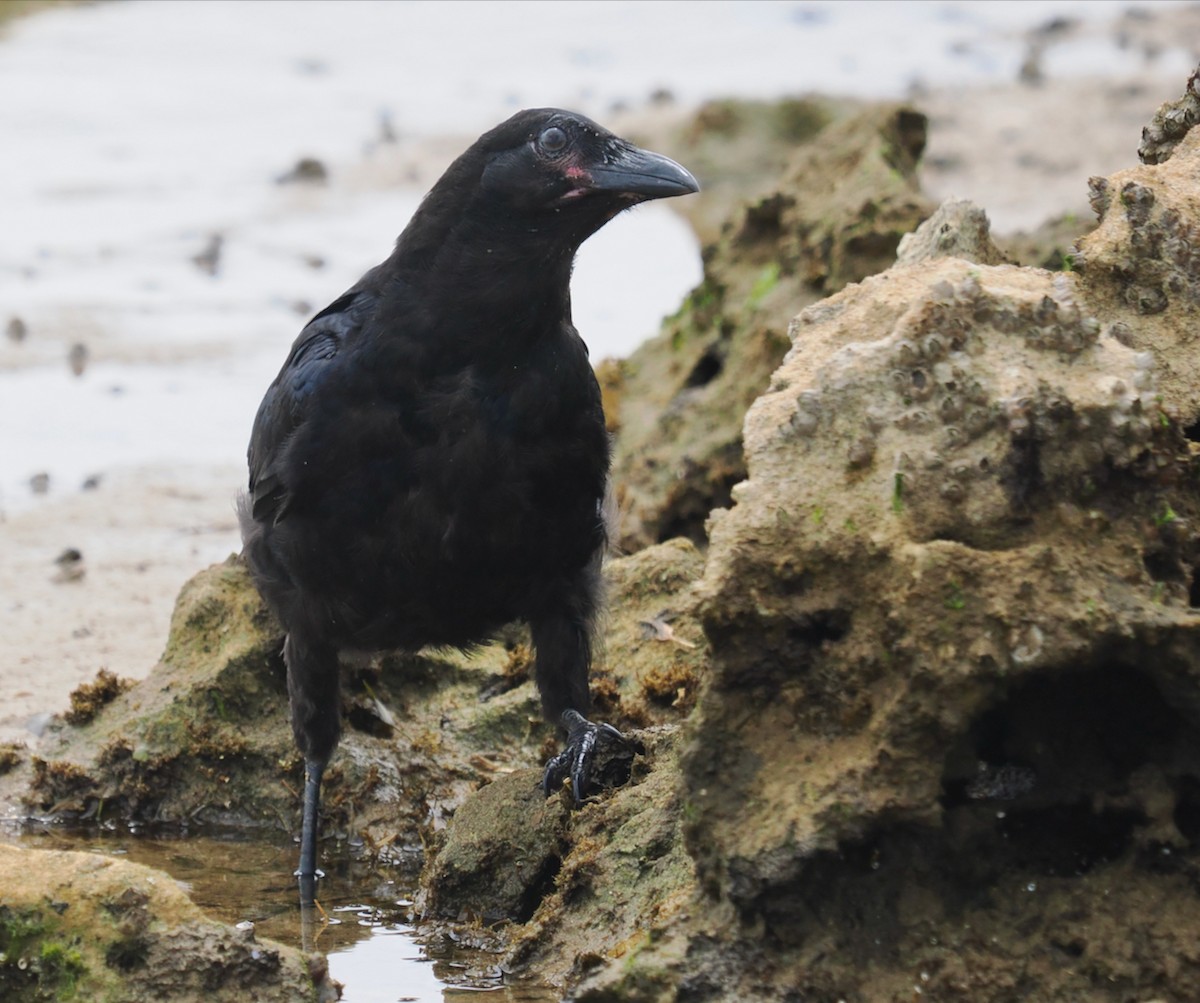 Australian Raven - ML609531639