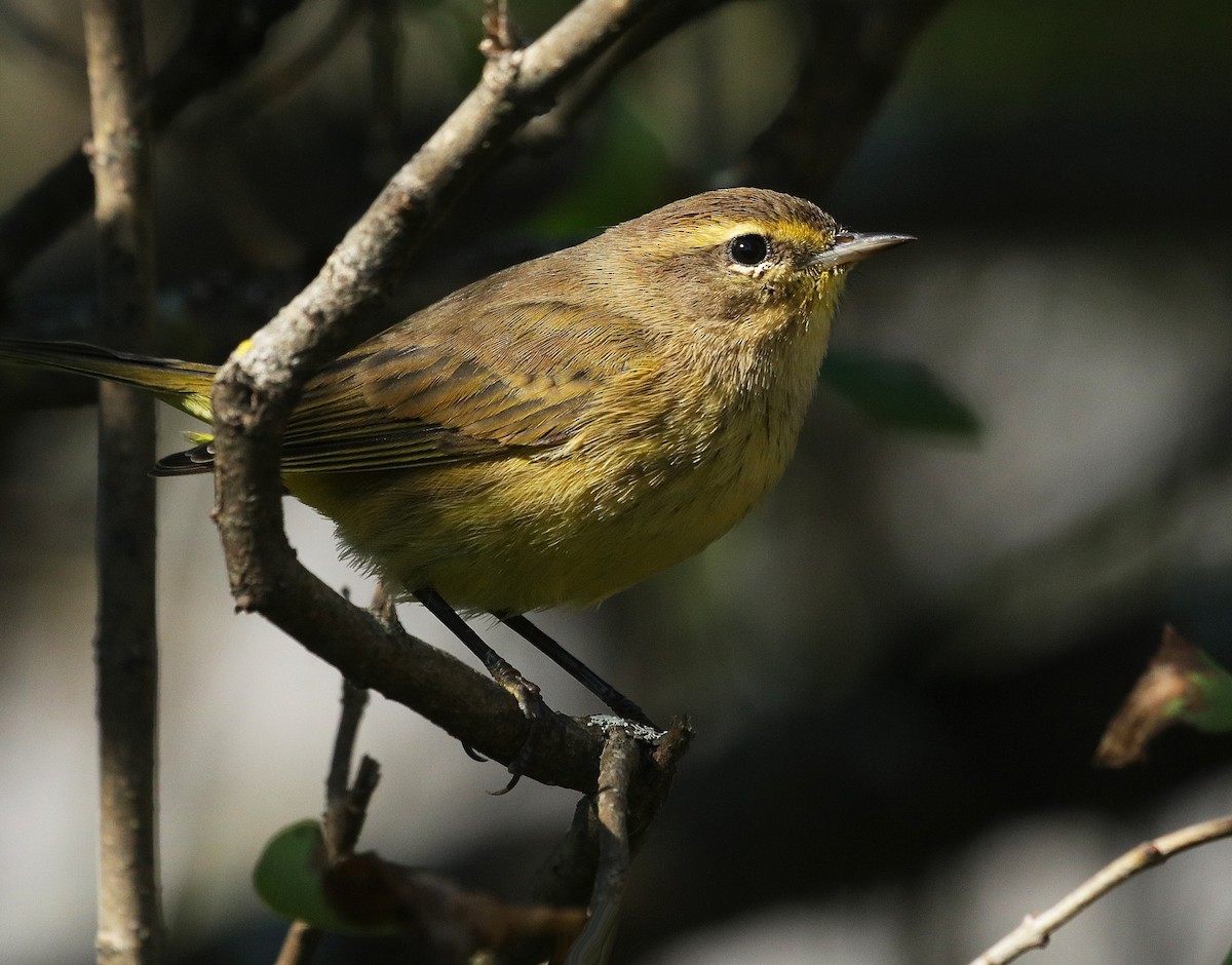 Palm Warbler - Alec McCallum