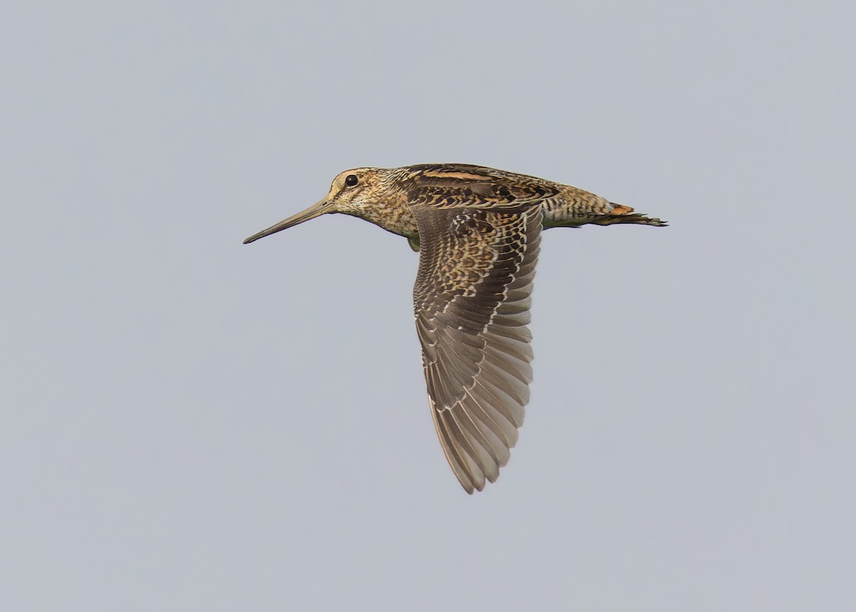 Pin-tailed Snipe - Ayuwat Jearwattanakanok