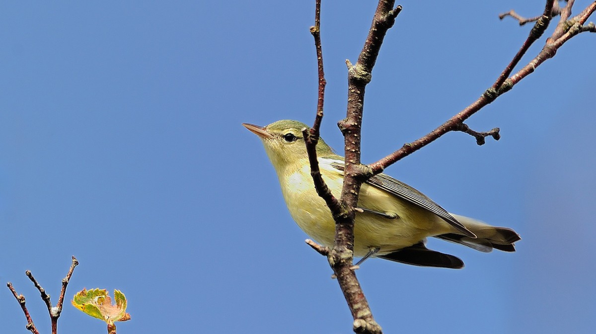 Cerulean Warbler - ML609531671