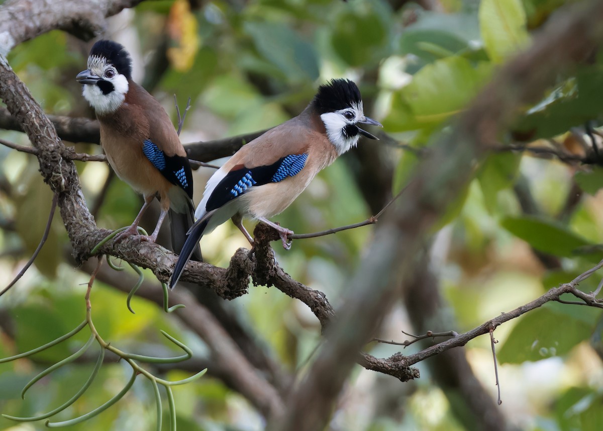 Eurasian Jay (White-faced) - ML609531702