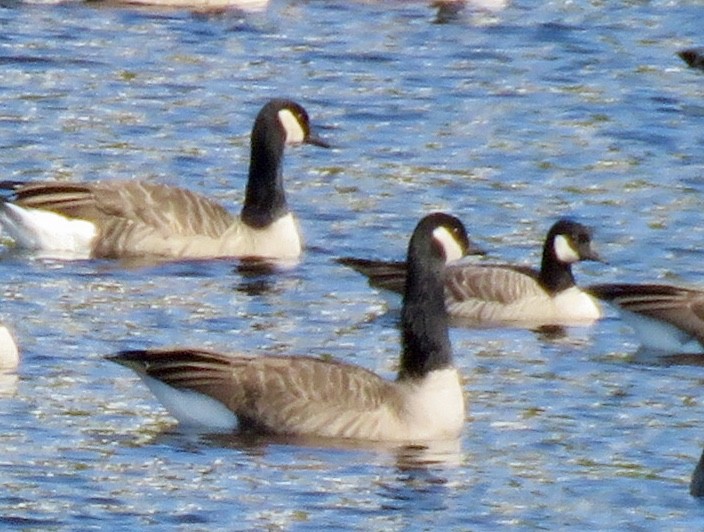 Cackling Goose - ML609531750